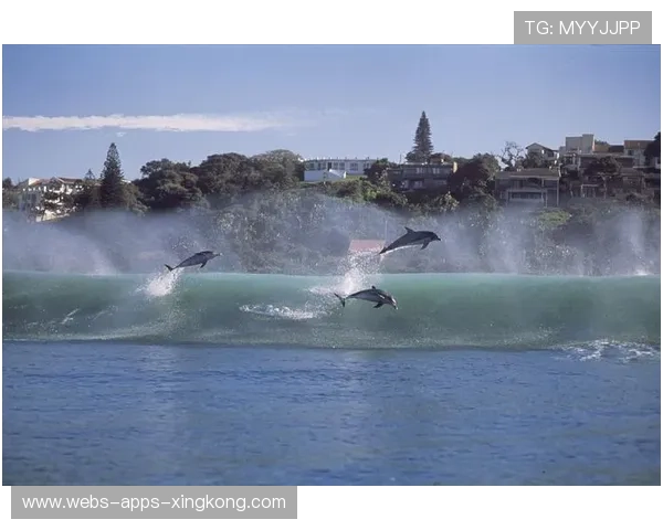 冲浪比赛突然跳出海豚,选手与海豚同框成奇景 冲浪比赛突然跳出海豚,选手与海豚同框成奇景